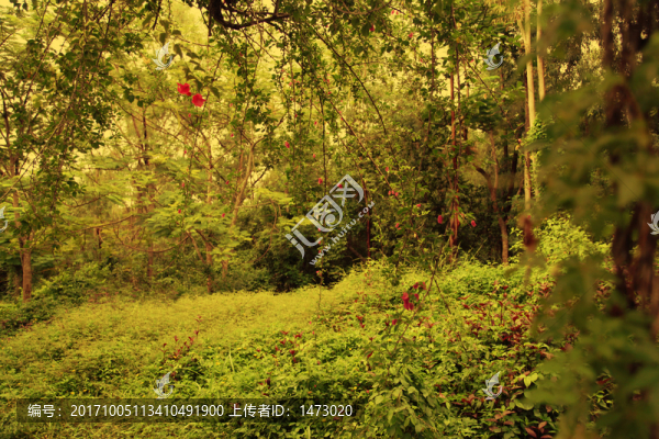 金色風(fēng)景