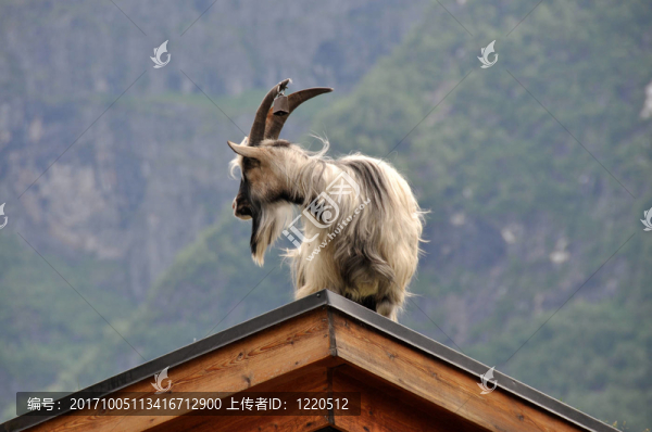 山羊