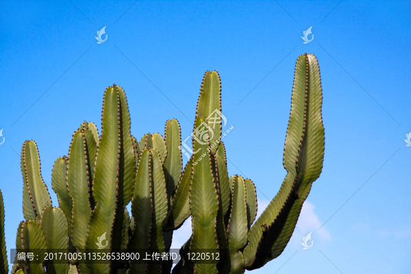 ？熱帶仙人掌花園，加那利群島