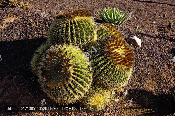？熱帶仙人掌花園，加那利群島