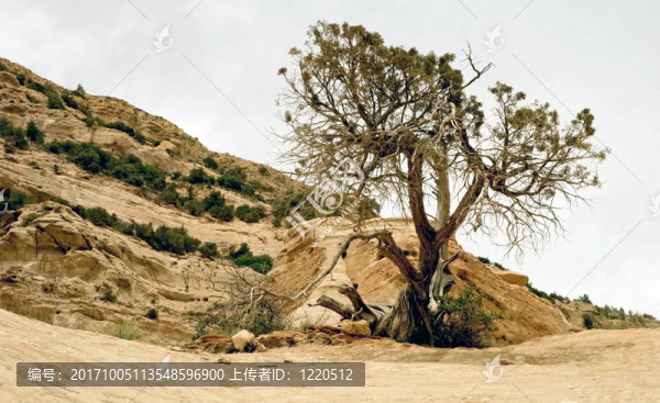 孤獨和被遺棄的