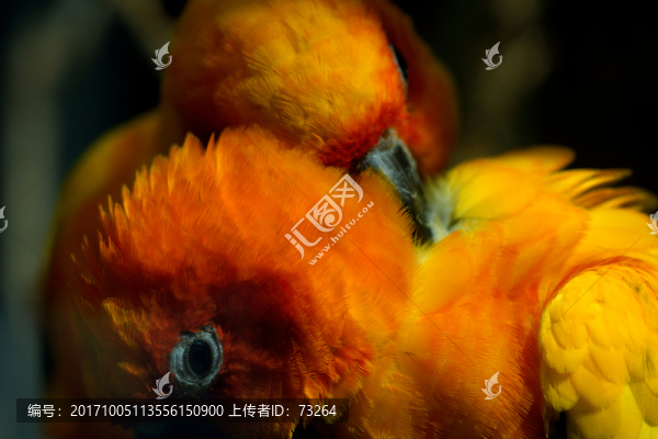 鳥