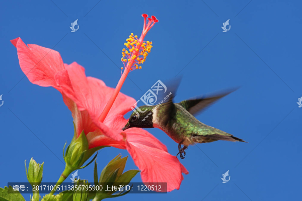 花卉