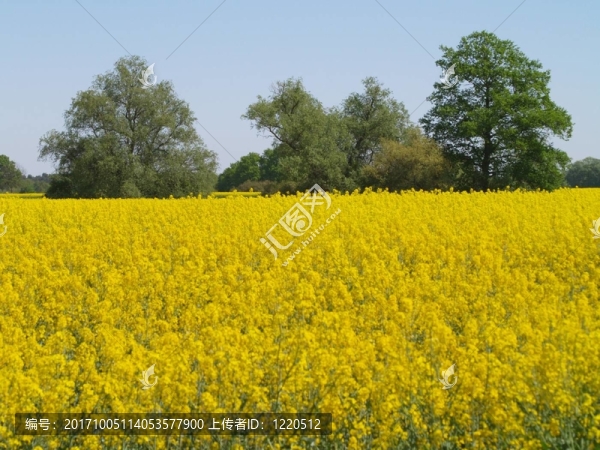 rapsfeld,02