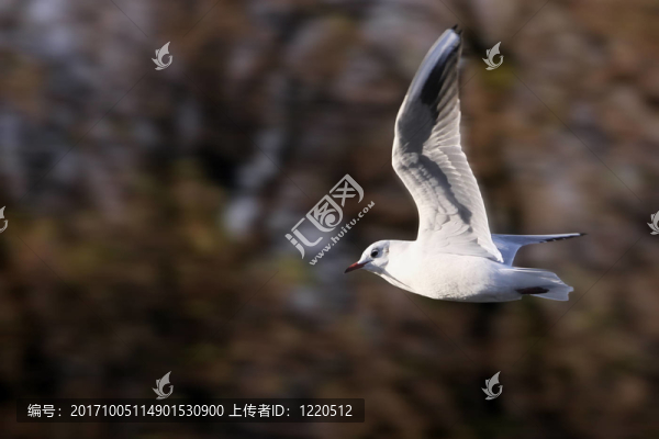 野生動物