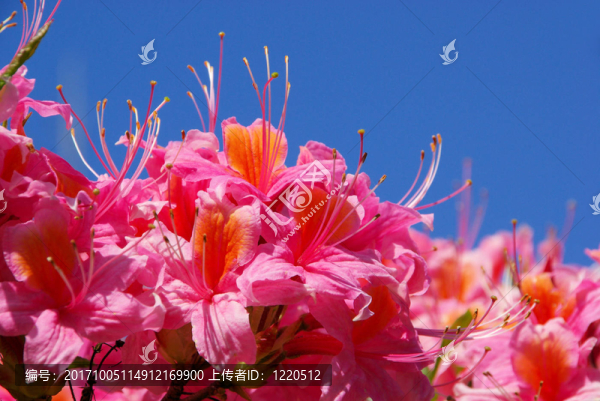 開花
