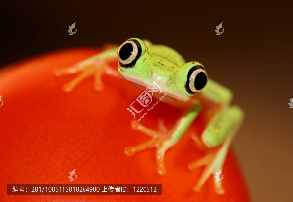 樹蛙（Phyllomedusa狐猴）