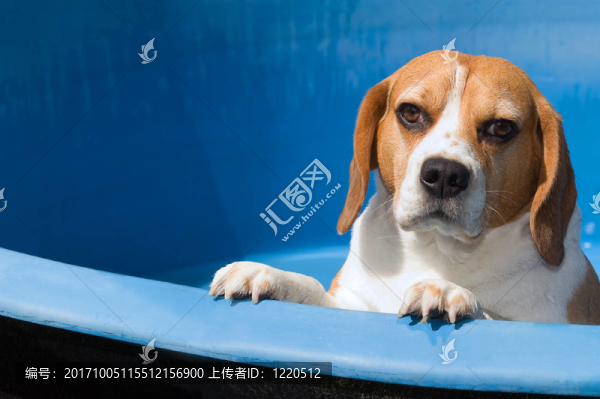 比格犬