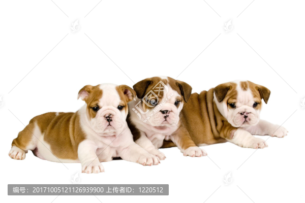 斗牛犬