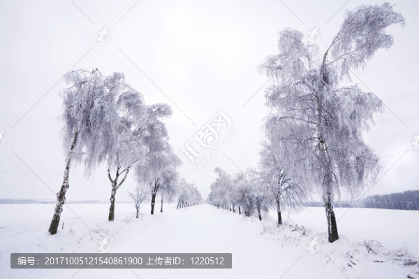 雪中之路