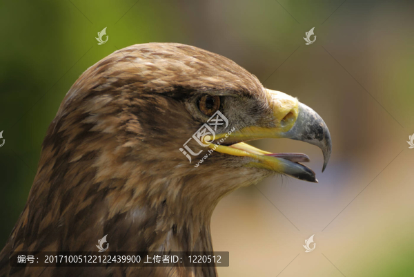 野生動物