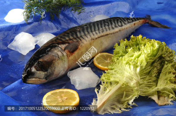 魚(yú)