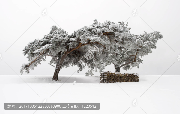 雪松木