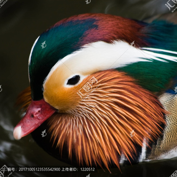 動物