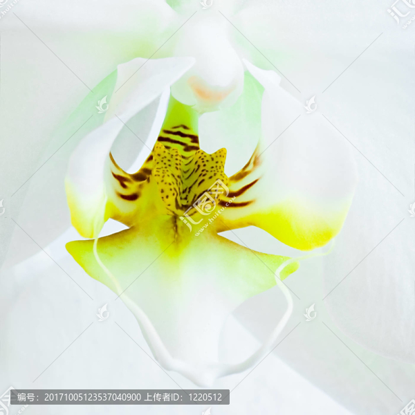 花卉