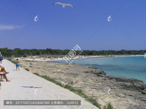 和海鷗一起去海灘