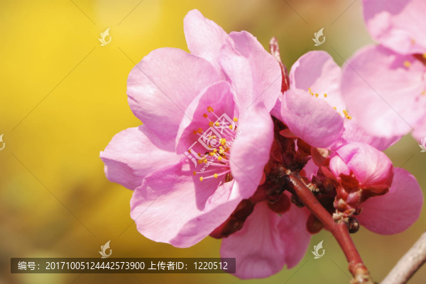 花卉