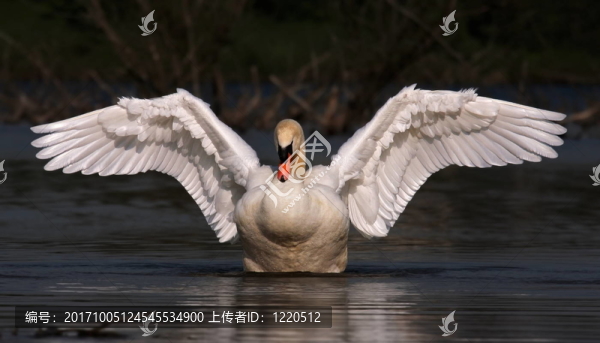天鵝