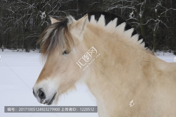 峽灣馬