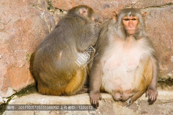動物