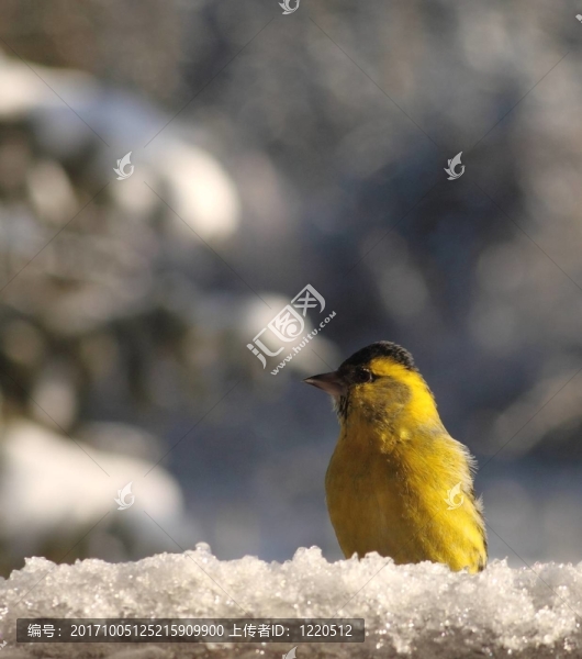 鳥(niǎo)