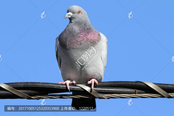 野生