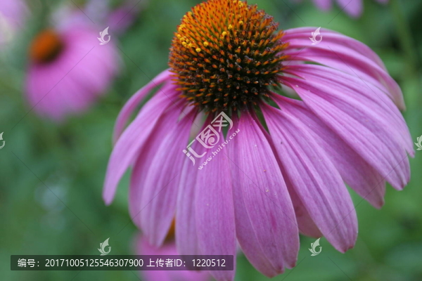 太陽的帽子花（紫錐菊）