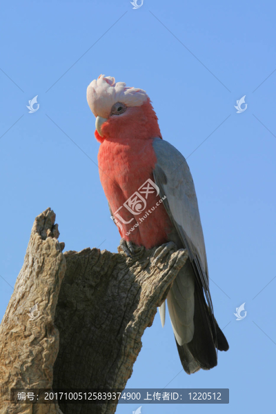 鳥