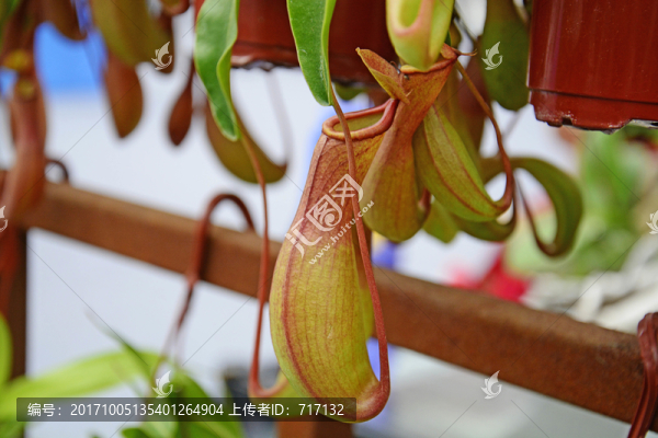 豬籠草
