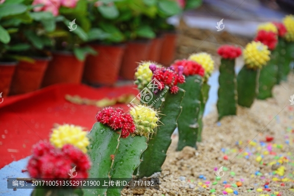 仙人球