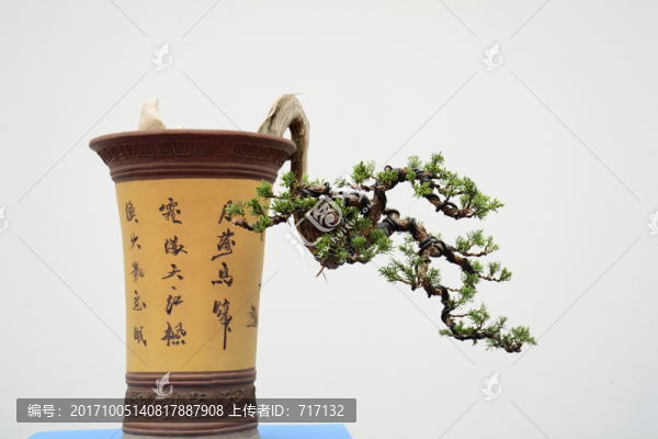 盆景
