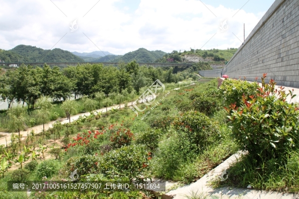 石泉江南公園堤防護(hù)坡綠化
