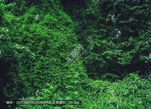 植物背景墻,綠植墻壁