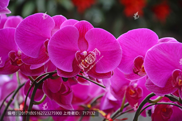 蘭花