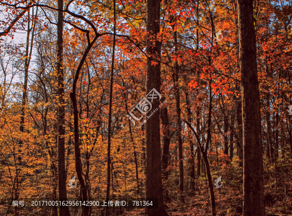 深秋美景,秋天美景,森林秋景