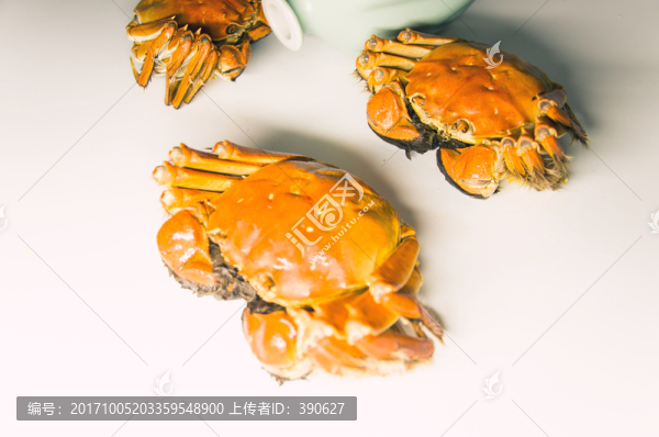 陽澄湖大閘蟹