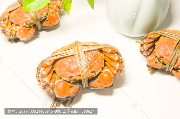 陽澄湖大閘蟹