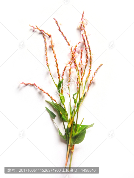 小花