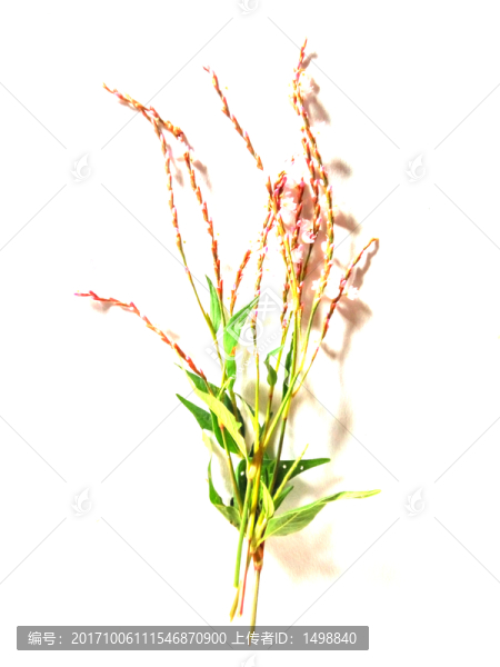 紅花