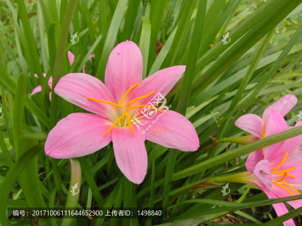 小紅花