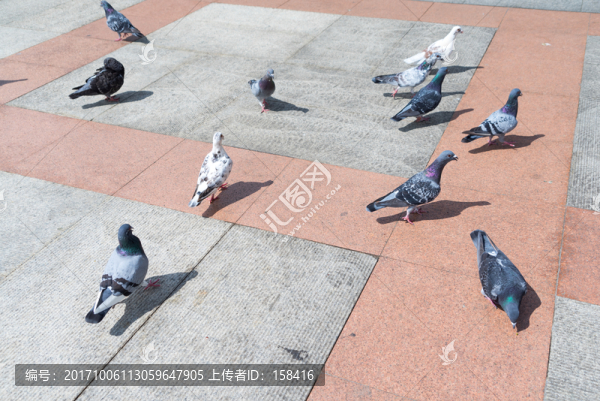 鴿子