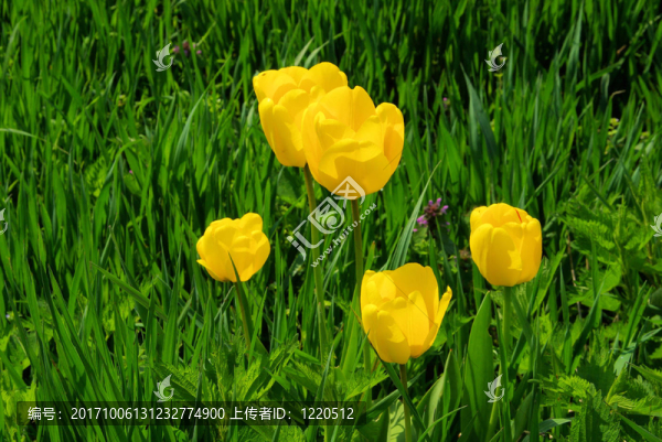 郁金香黃郁金香02