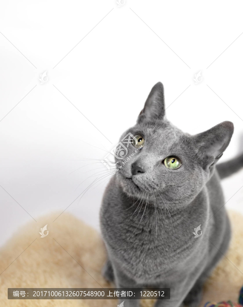 俄羅斯藍(lán)貓品種圖