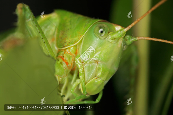 蝗蟲(chóng)吃