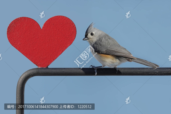 鳥(niǎo)