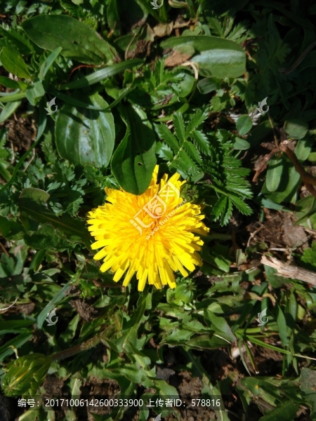 蒲公英花
