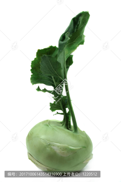 大頭菜