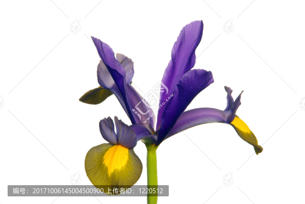 荷蘭鳶尾-,iris,hollandica,01