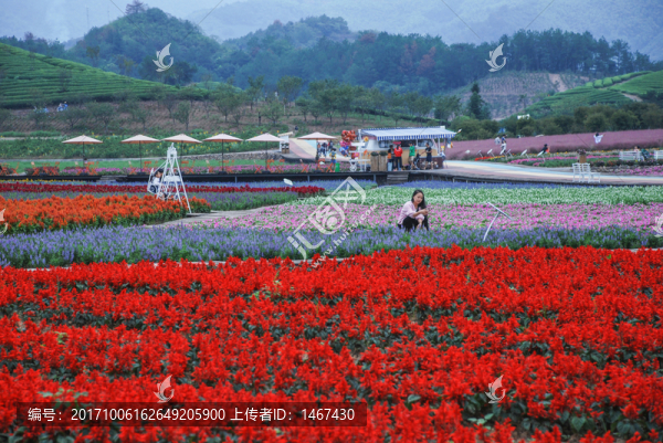 花卉基地