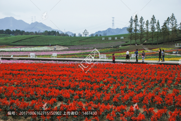 花卉基地